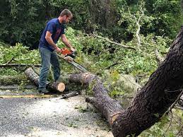 Best Lot and Land Clearing  in Lexington, SC