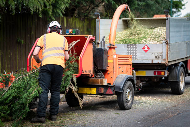 Best Stump Grinding and Removal  in Lexington, SC