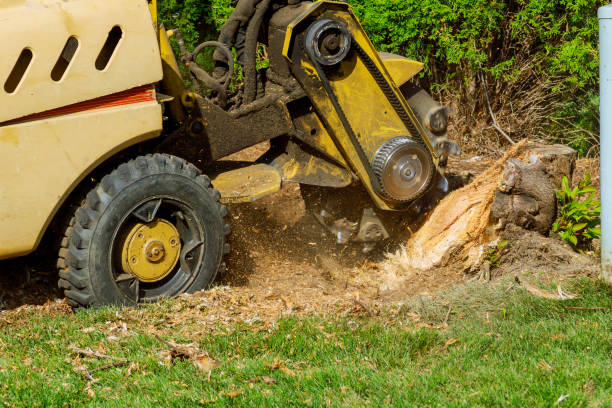 Best Sod Installation  in Lexington, SC