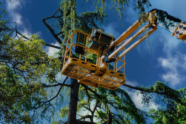 Trusted Lexington, SC Tree Care Services Experts