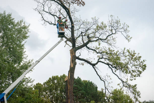  Lexington, SC Tree Care Services Pros