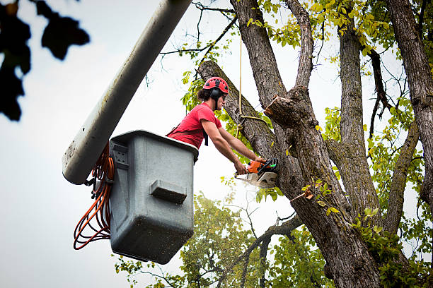 Best Firewood Processing and Delivery  in Lexington, SC